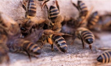 Las Abejas Y Los Pesticidas Miel Sierraflor Sierra Flor