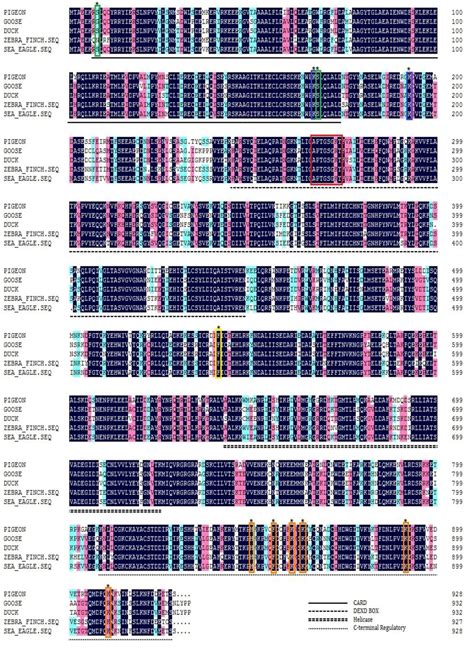 Viruses Free Full Text Pigeon Rig I Function In Innate Immunity