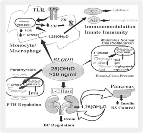 Metabolism Of 25 Hydroxyvitamin D [25 Oh D] To 1 25 Dihydroxyvitamin D