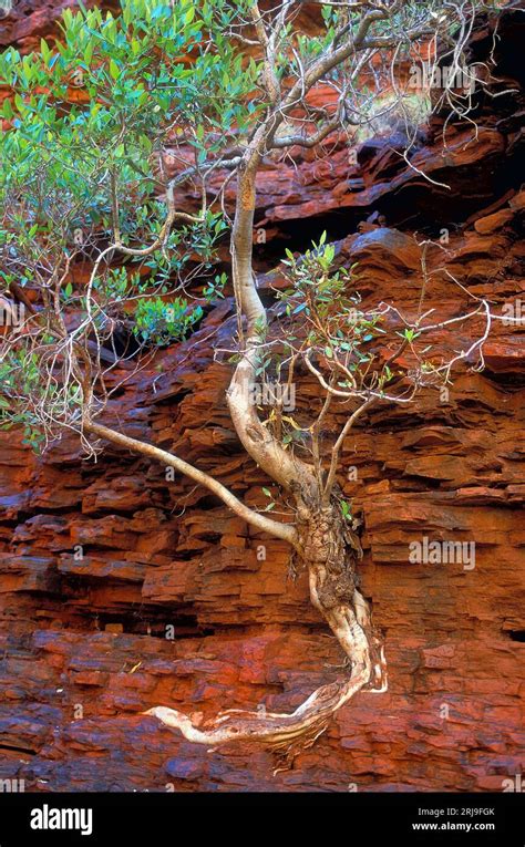 Eucalyptus Gum Tree Growing From Rock In Hamersley Gorge Pilbara