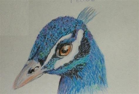 Peacock Color Drawing