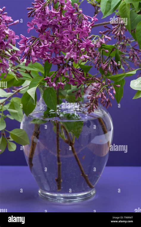 Fresh Cut Purple Lilac Flowers In Clear Glass Vase On Purple Background