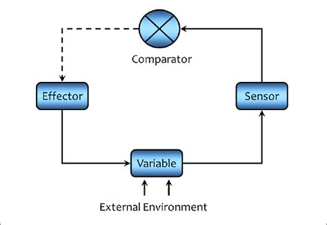 Within A Negative Feedback Loop