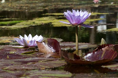 Free Images Water Nature Blossom Leaf Flower Petal Pond