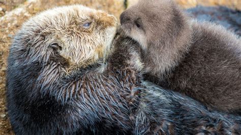 Wild Sea Otter Surprises Monterey Bay Aquarium With Birth Of Otterly