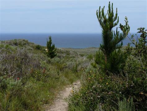 Free Images Sea Coast Tree Rock Trail Cliff Terrain Habitat