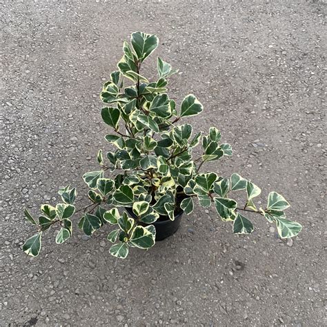 Ficus Triangularis Variegata Anything Grows