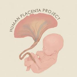 The Human Placenta Project Placental Structure And Function In Real