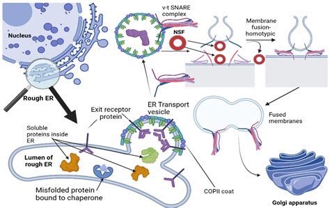 complexe de golgi animal