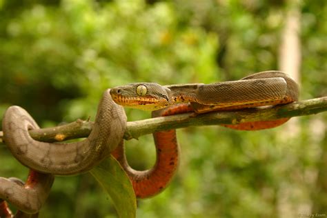 Amazon Tree Boa - Around the World with Marty Essen