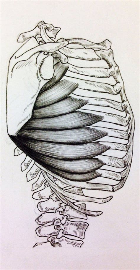 Side View Serratus By BillyDoubleU Human Anatomy Drawing Anatomy For