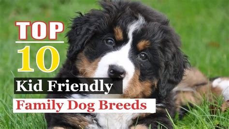 10 Best Dog Breeds For Familes