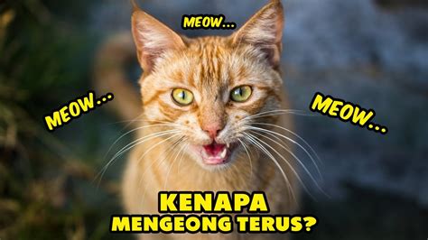 Penyebab Kenapa Kucing Mengeong Terus Menerus Kucing Butuh Perhatian