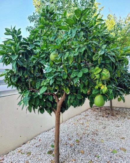 How To Grow Pomelo Growing Guide