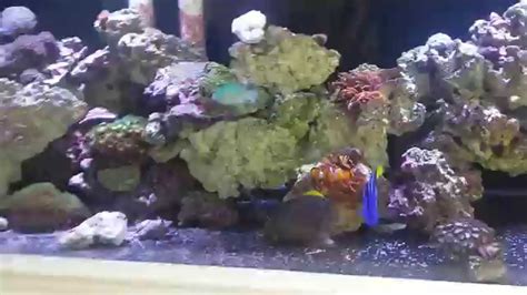 180 Gallon Reef Tank Update Up And Running Youtube