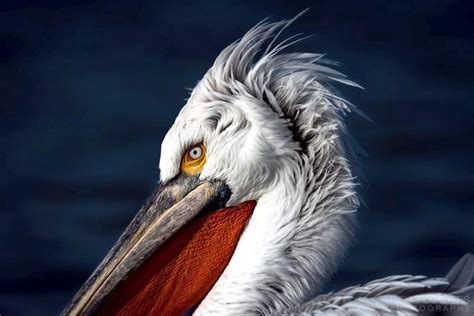 Dalmatian Pelican – "OCEAN TREASURES" Memorial Library