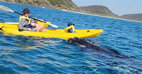 Whale Watching Ocean Kayak Beach 4X4 Tour Noosa GetYourGuide