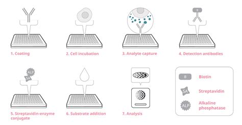 Step By Step Guide To Elispot Mabtech