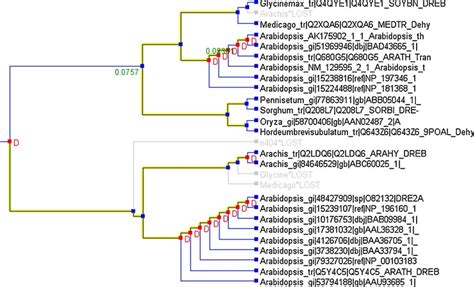 The Reconciled Taxonomic Species Tree With Dreb A Gene Tree The