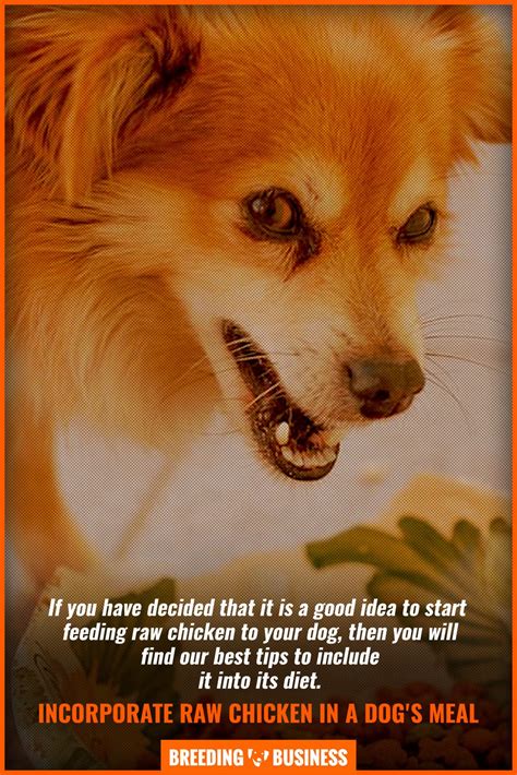 Raw Chicken for Dogs – Risks, Nutritional Benefits & Recipes