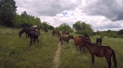 Video: In Search of Europe’s Wild Horses | HORSE NATION