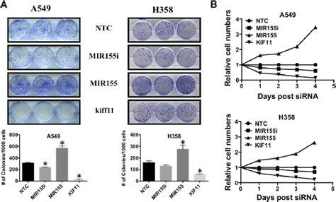 Expression Of Mir Induced Clonogenic Capabilities And Proliferation