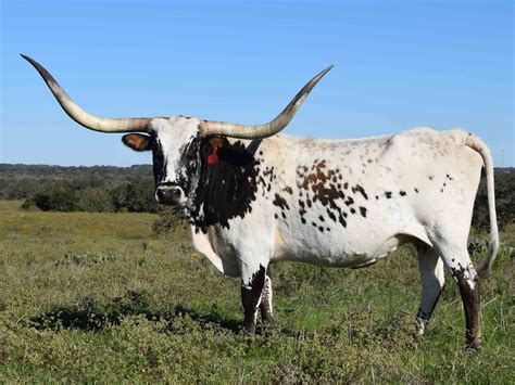 Rocking O Longhorns Texas Longhorn Cattle For Sale Austin Texas