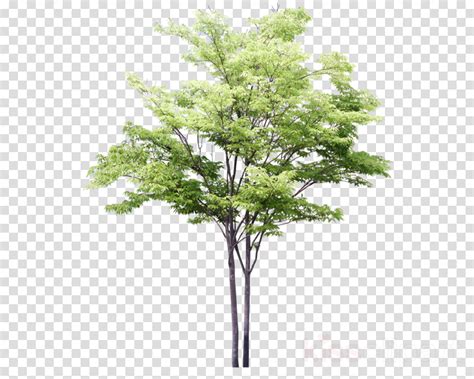 Download Arbre Photoshop Clipart Tree Drawing - Tree Sketch Png | Transparent PNG Download | SeekPNG