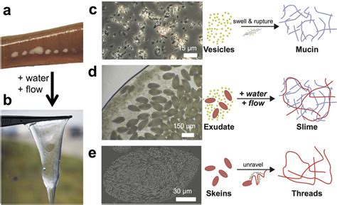 Overview Of Hagfish Exudate Components And Slime Formation In Water