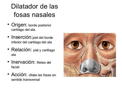 Músculos De Nariz