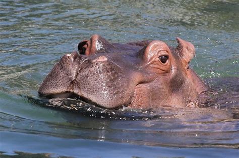 Hippo Relaxing In Water | Hippopotamus, Hungry hippos, Hippo