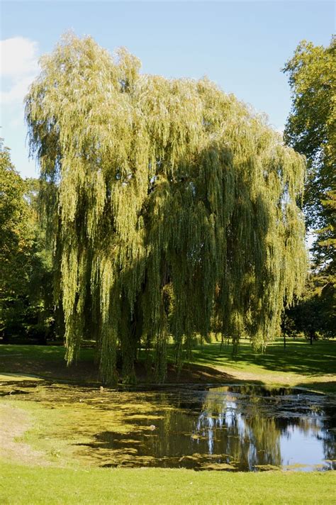 Prairie Cascade Weeping Willow Prairie Gardens