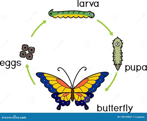 Life Cycle Of A Butterfly Complete Metamorphosis With Stages Butterfly – NBKomputer