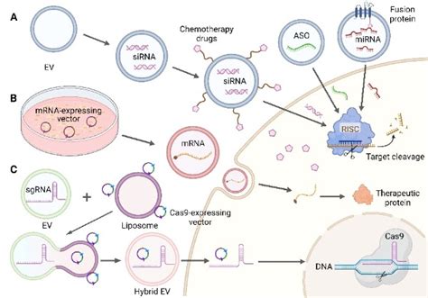 Extracellular Vesicles For Cancer Gene Therapy Encyclopedia Mdpi