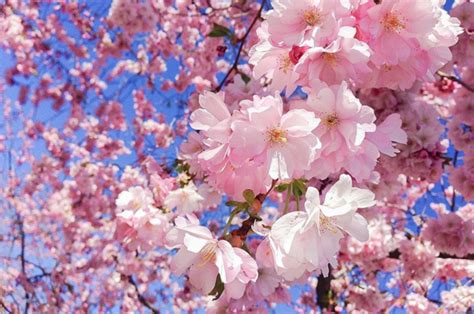 Khám phá lễ hội hoa anh đào Hanami hoành tráng tại Nhật Bản Tenku