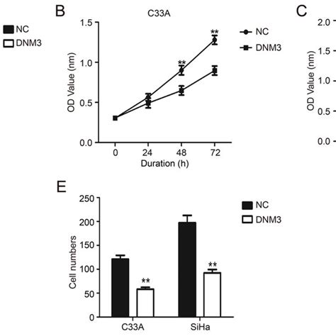 Dnm Overexpression Suppresses The Proliferation Of Cervical Cancer