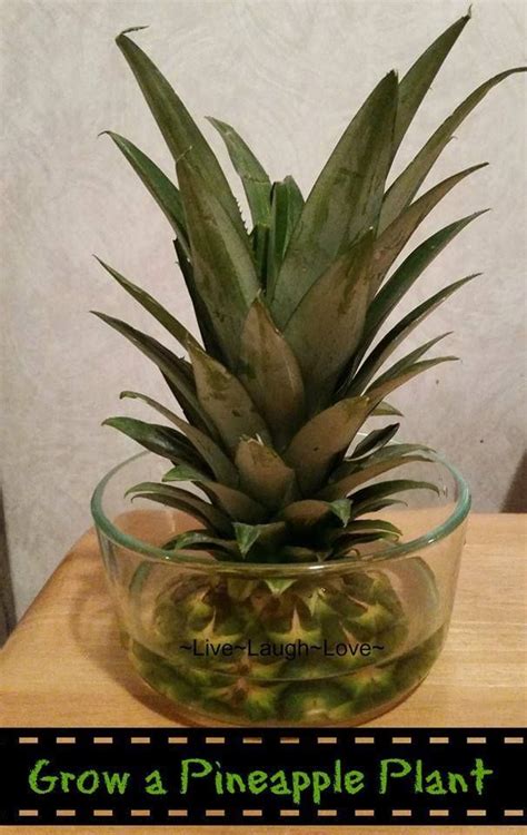 How To Cut A Pineapple Off The Plant - SWOHTO