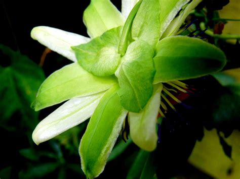 Passion flower | Welcome to FablesandFlora.com