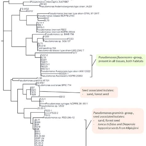 A Phylogenetic Tree Based On The Partial 16s Rrna Of Endophytic