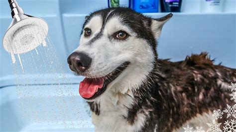 Bath Time For Kira The Husky Dogs Gets A Bath At Home Youtube