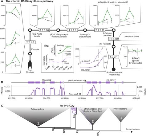 Congruent Differential Expression Of The Vitamin B5 Biosynthesis Download Scientific Diagram