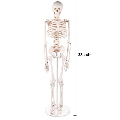 Half Size Human Skeleton Model 33 inch Skeleton Model | LYOU Anatomy