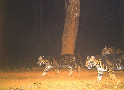 Melanistic Tiger Safari In Odisha