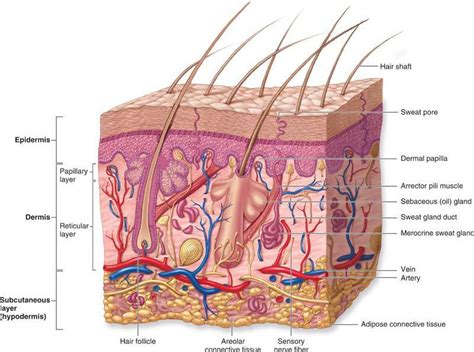 Integumentary System Diagram Labeled Histology Integument Sa