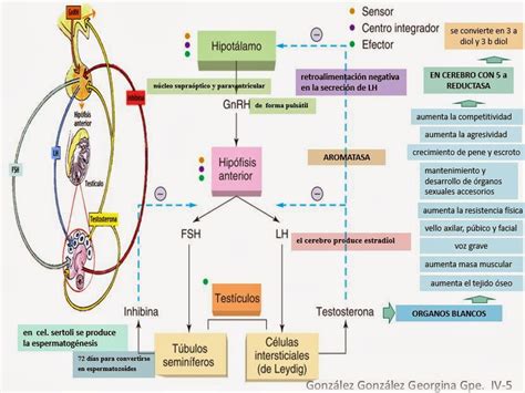 Eje Hipotalamo Hipofisis Testiculo Blog De Fisiolog A Basica
