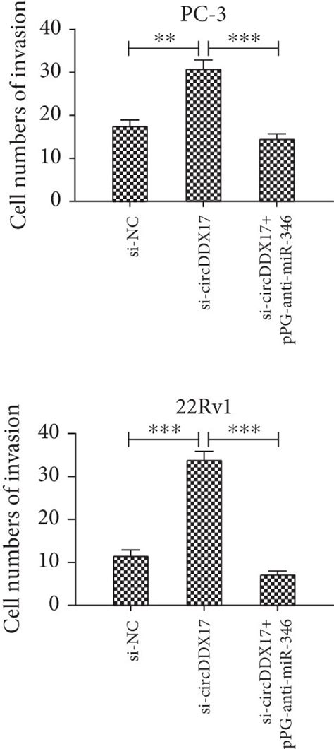 Silencing Of Mir 346 Can Suppress The Emt And Invasion Of Prostate