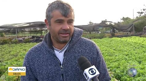 Mesmo sem geada agricultores do Alto Tietê já começam a ter prejuízos