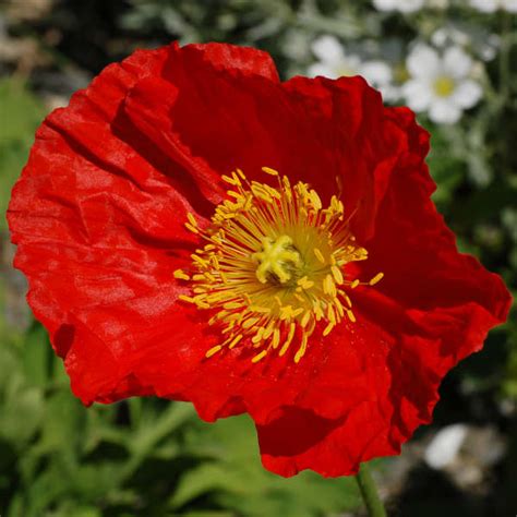 Papaver Nudicaule Pulcinella Series Red Perennial Resource