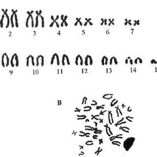 A Standard Karyotype Of Male M Erythroleucus From KBY 35 2n538