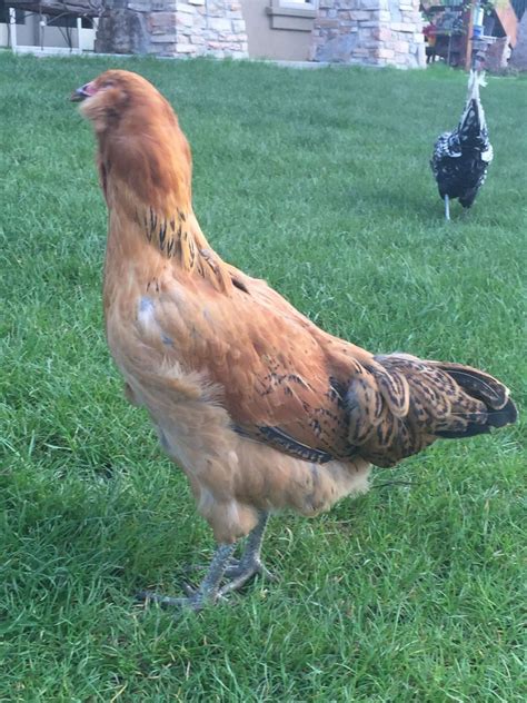 Two 16 Week Old Easter Eggers Hen Or Roo BackYard Chickens Learn